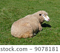 Sheep doing sunbathing 9078181