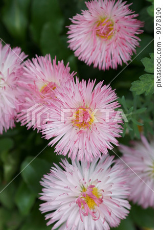 It is also called Daisuke Tyrolean Daisy. 9078190
