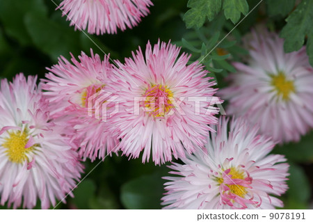 It is also called Daisuke Tyrolean Daisy. 9078191