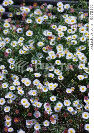 My name is Daisy Chrysanthemum Daisy. It is small. 9078192