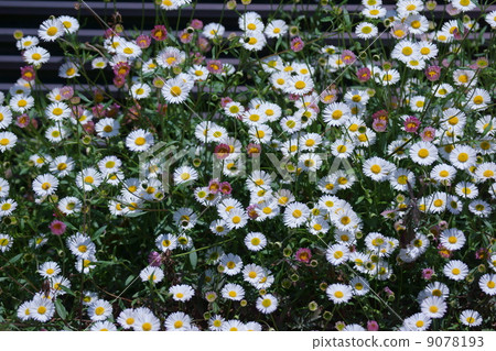 我的名字是Daisy Chrysanthemum Daisy。它很小。 9078193