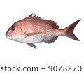 Red sea bream 9078270
