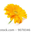 Gerbera 9078346