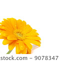 Gerbera 9078347