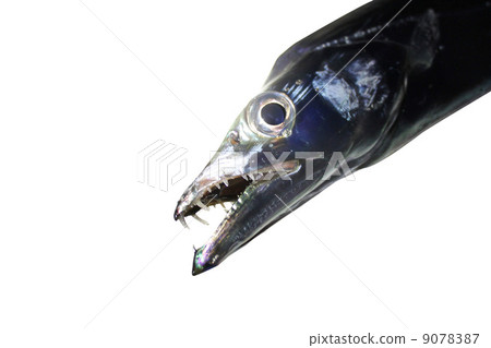 老虎魚的臉 老虎魚的臉 9078387