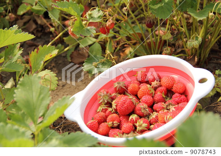 Ichigo picking Ichigo picking 9078743