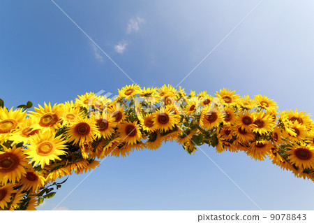Arched Arrangement sunflower 9078843