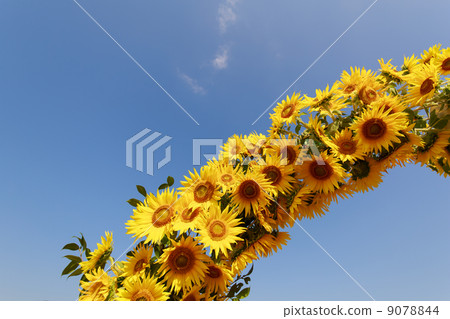 Arched Arrangement sunflower 9078844