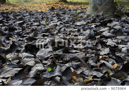 Yigiri落葉 9078964