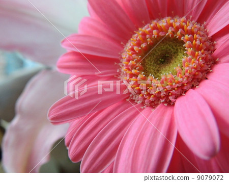 生動的粉色非洲菊 9079072