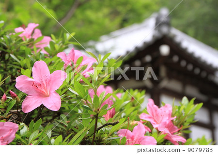 Azaleas blooming in the grounds of Yatadera Temple in Yamatokoriyama City, Nara Prefecture 9079783