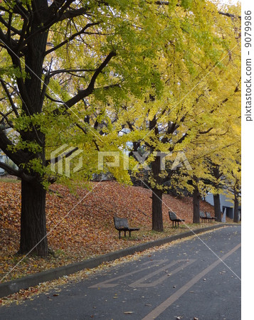 Ginkgo bunches 9079986