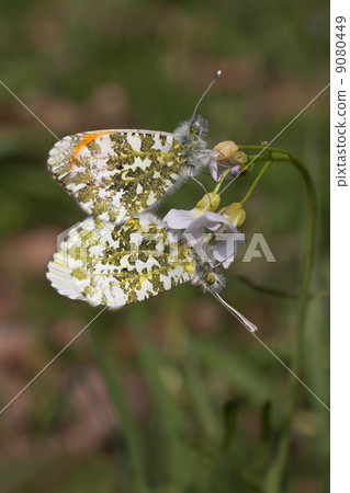 Mating of Orange Tip butterflies (Anthocharis cardamines) - Soes 9080449