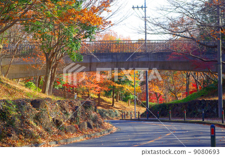 有步行橋和秋葉的路 有步行橋和秋葉的路 9080693