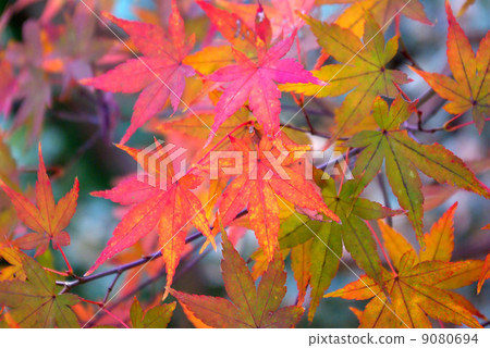 楓樹的秋葉 楓樹的秋葉 9080694