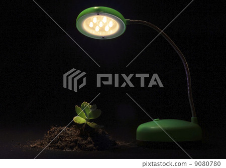 Young sprout and table lamp on a black background Young sprout and table lamp on a black background 9080780