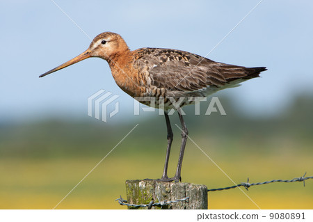 Black-tailed Godwit (Limosa limosa) - Eemnes, the Netherlands 9080891