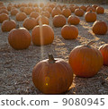 Pumpkin patch 9080945