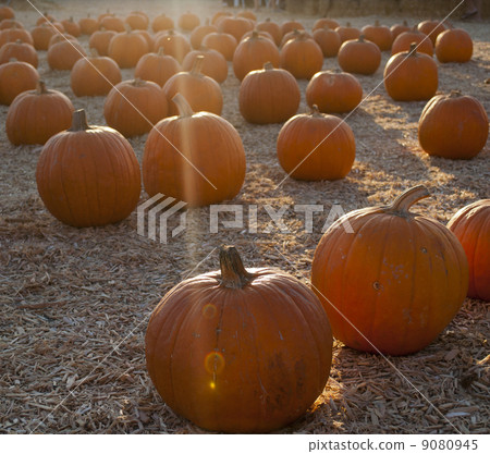 Pumpkin patch Pumpkin patch 9080945