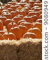 Pumpkin patch 9080949