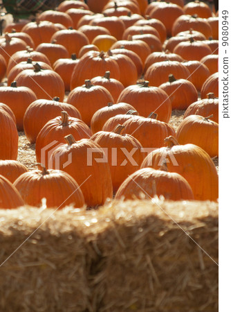 Pumpkin patch Pumpkin patch 9080949