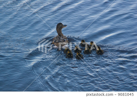 Duck with ducklings 9081045