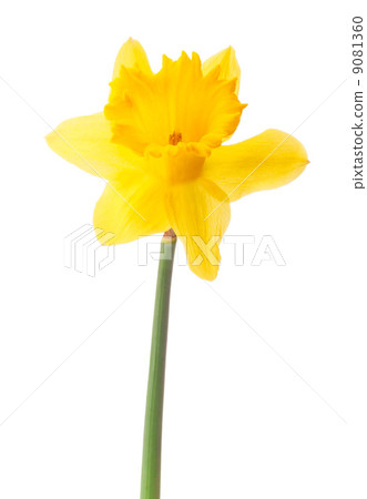 Daffodil flower or narcissus isolated on white background cutout Daffodil flower or narcissus isolated on white background cutout 9081360