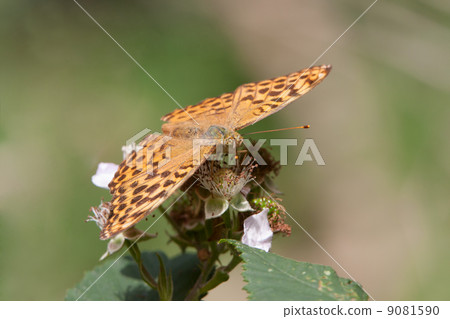 Silver-washed Fritillary (Argynnis paphia) 9081590