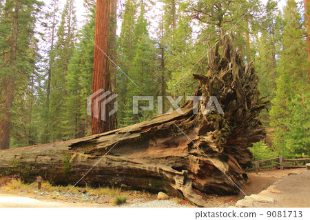 Fall Yosemite National Park 9081713
