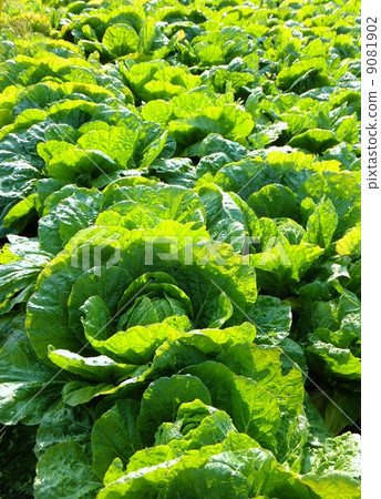 Chinese cabbage fields 9081902