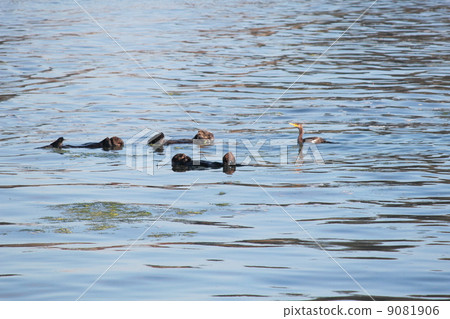 Makers of Monterey 9081906