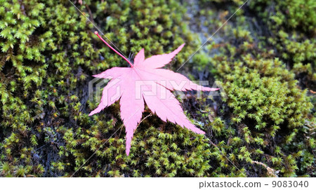 Momiji 9083040