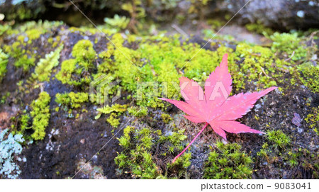 Fallen leaves  9083041