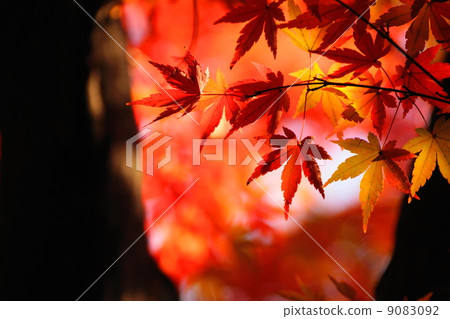 12月離開Momiji-maple家庭111秋葉 9083092