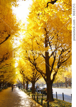 12月城市景觀/城市景觀292銀杏銀杏樹國家樹在花園前 9083151