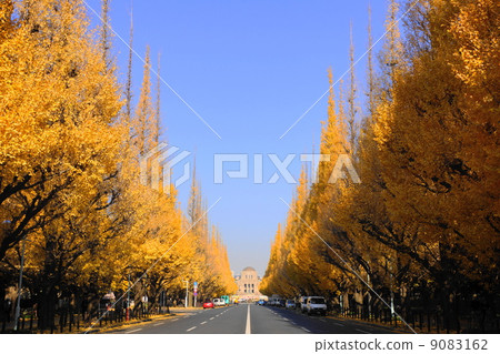 December Landscape / cityscape of the city 281 Ginkgo ginkgo national trees in front of the garden December Landscape / cityscape of the city 281 Ginkgo ginkgo national trees in front of the garden 9083162
