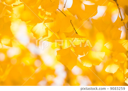 Golden ginkgo Golden ginkgo 9083259