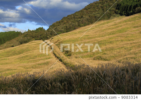 Susuki of Sengokuhara Susuki of Sengokuhara 9083314