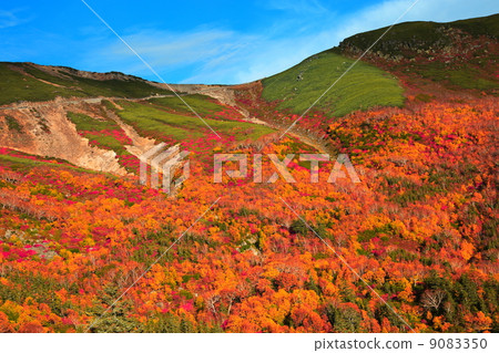 Autumn leaves of Norikura Kogen 9083350