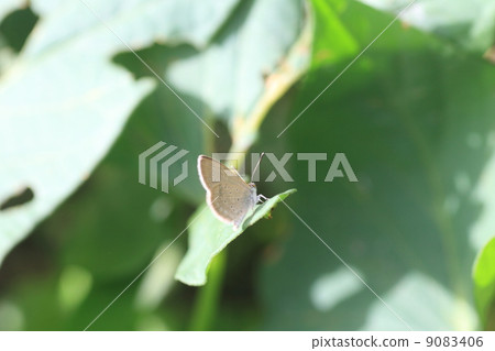 Shimeji squid Shimeji squid 9083406