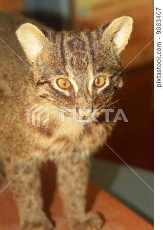 Iriomote cat Iriomote cat 9083407