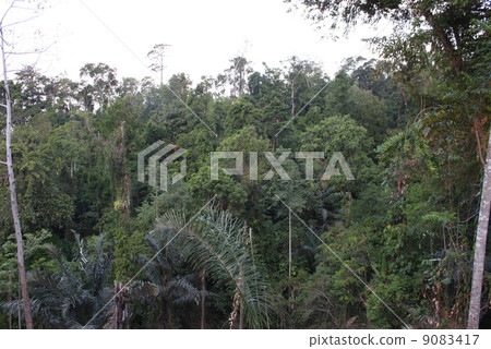 Primitive forest of Harumahera Island, Indonesia 9083417