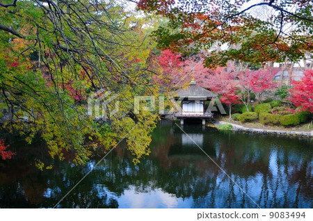 Wakayama Castle Red leaves garden garden 9083494