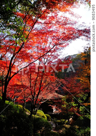 Wakayama Castle Red leaves garden garden Wakayama Castle Red leaves garden garden 9083495