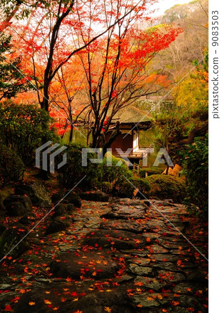 Wakayama Castle Red leaves garden garden 9083503