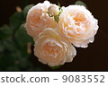 Roses 9083552