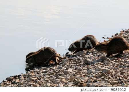 Nutria 9083912