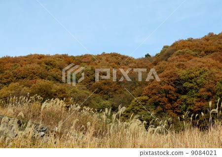 Yellow autumnal leaves forest 9084021