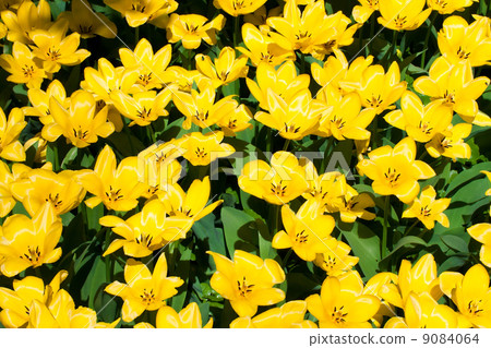 Tulip flowers Tulip flowers 9084064