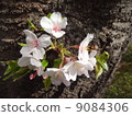 櫻花 9084306